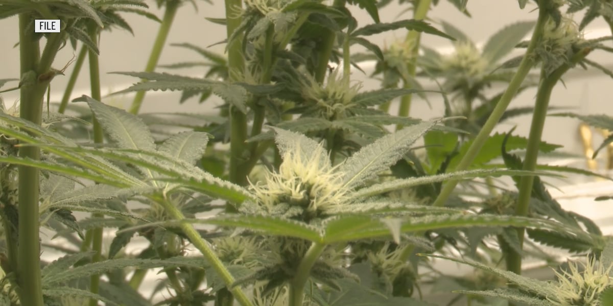 Minnesota Office of Cannabis Management issues first business license Minnesota Office of Cannabis Management issues first business license