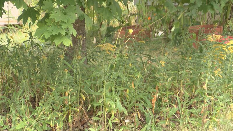 Native Rochester Tree New permit allows for more biodiversity in Rochester