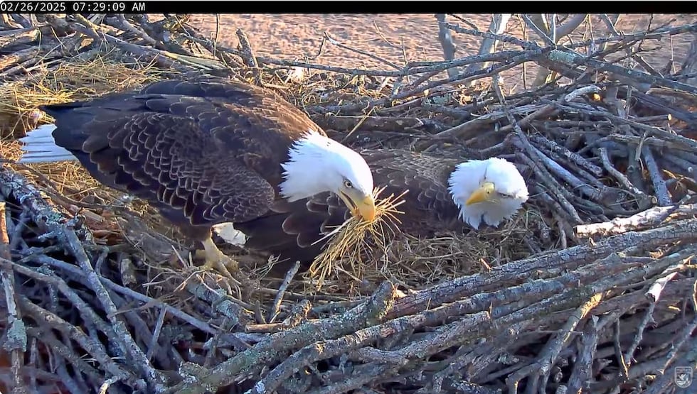 Both adult bald eagles, Bella and Scout, were seemingly uninjured and have since been seen...