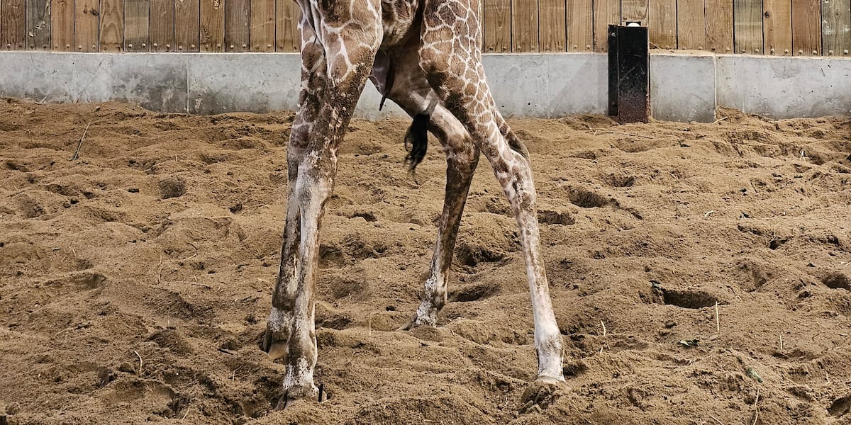 Baby giraffe born at Blank Park Zoo in Des Moines