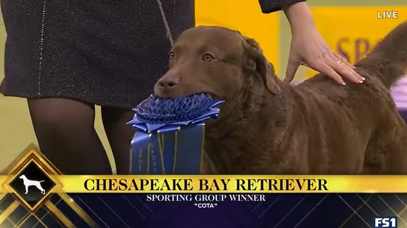 Dog with Chatfield roots wins big honors in Westminster Kennel Club Dog Show