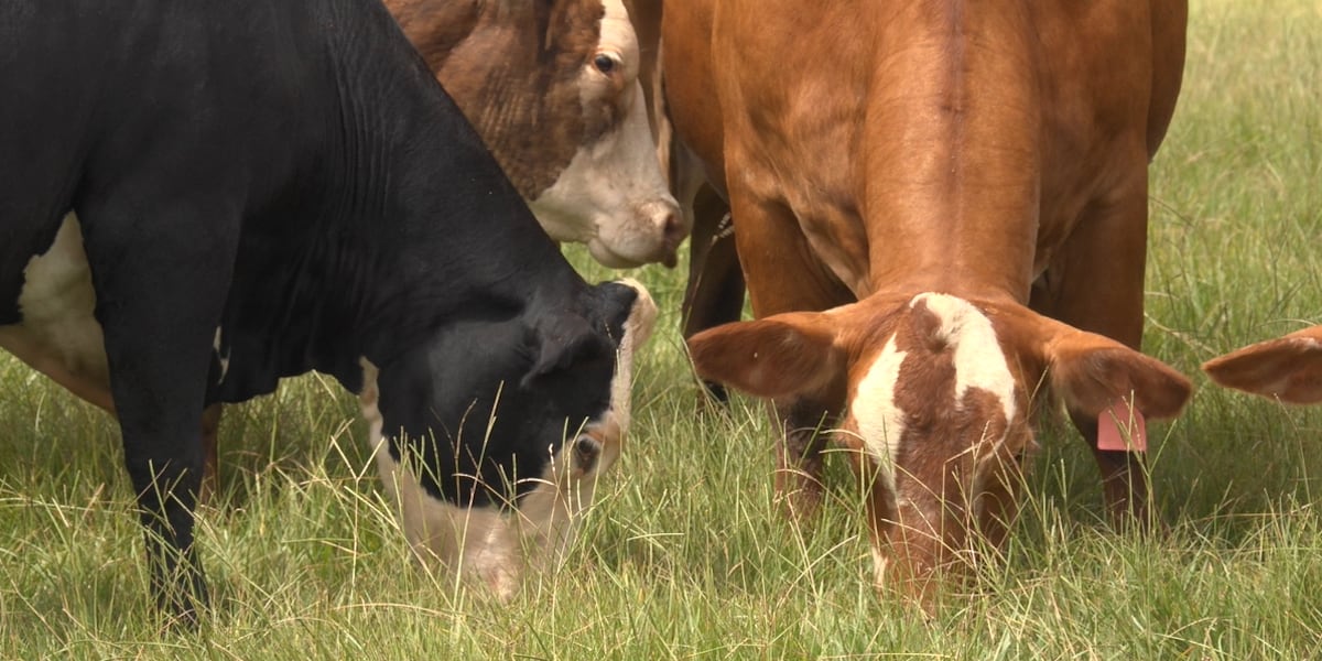 US Beef Tariff Cuts Create $2.3B Import Arbitrage Window | Sellers Face Supply Chain Disruption