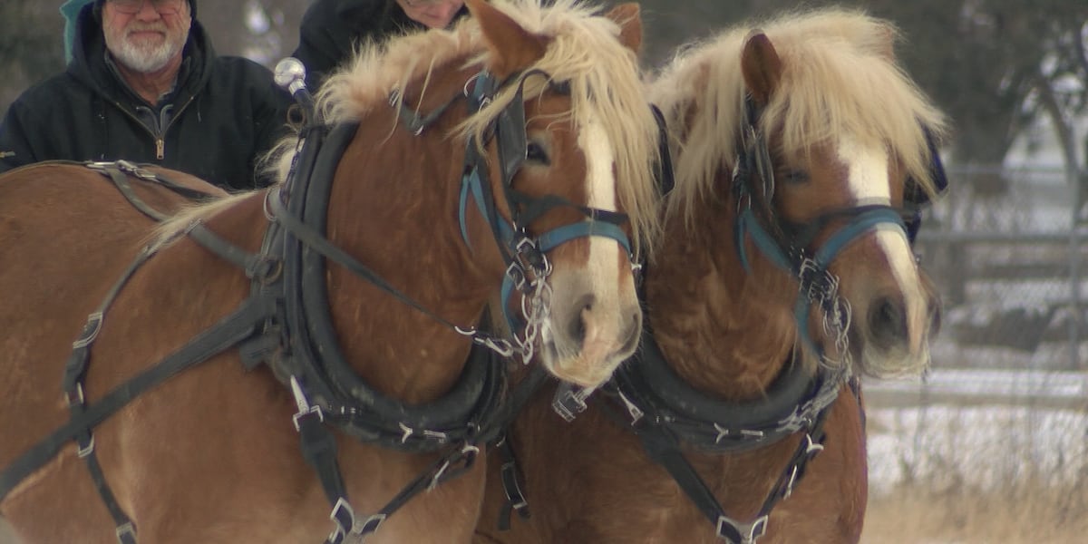 Cold Slay Rides Dozens brave the cold for winter sleigh rides in Rochester