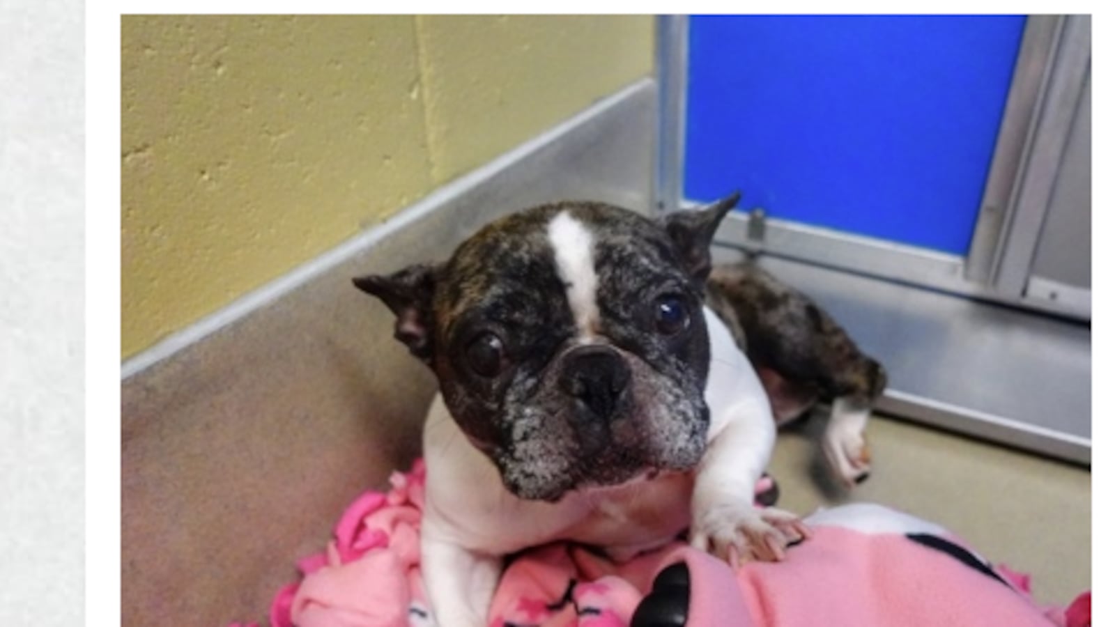 Rose Paws Midwest Access- Pet of the Week: Rose