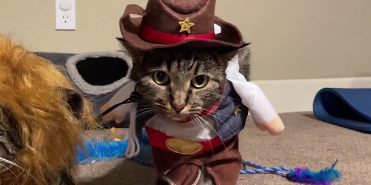 Cat returns home after 40 days in the wilderness