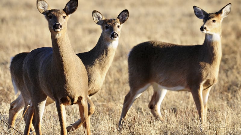 Changes coming to Minnesota shotgun-only deer hunting zones in 2026