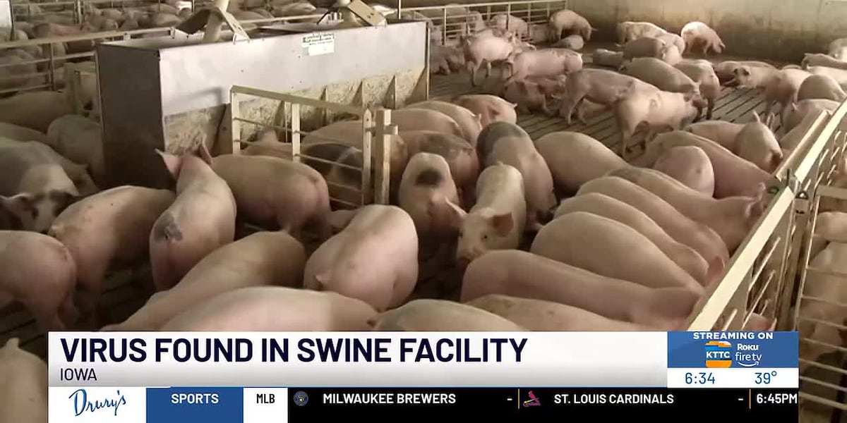 Pseudorabies virus found at Iowa swine facility